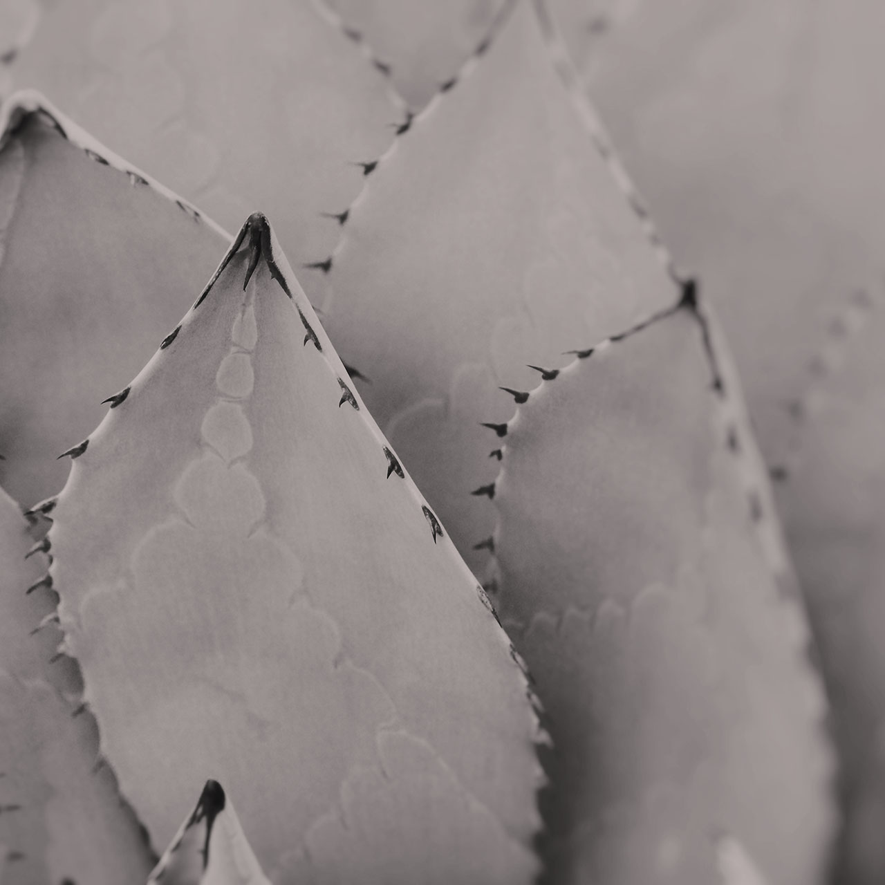 Agave